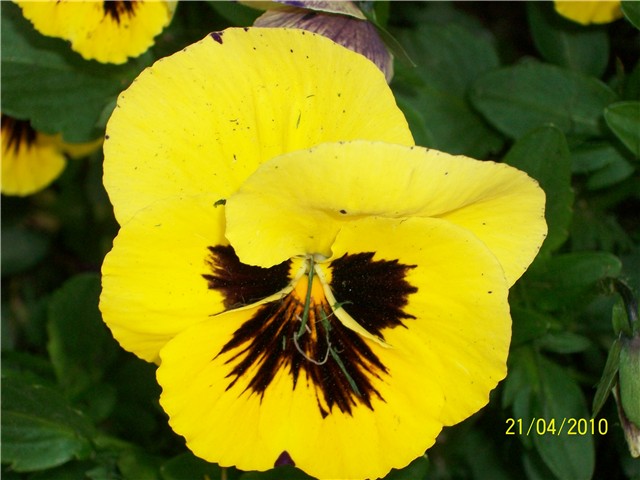  maćuhice - lat. Viola x wittrockiana (multiflora)